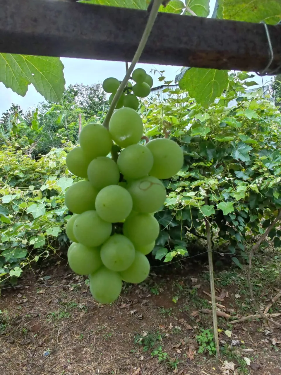 Variedad 2