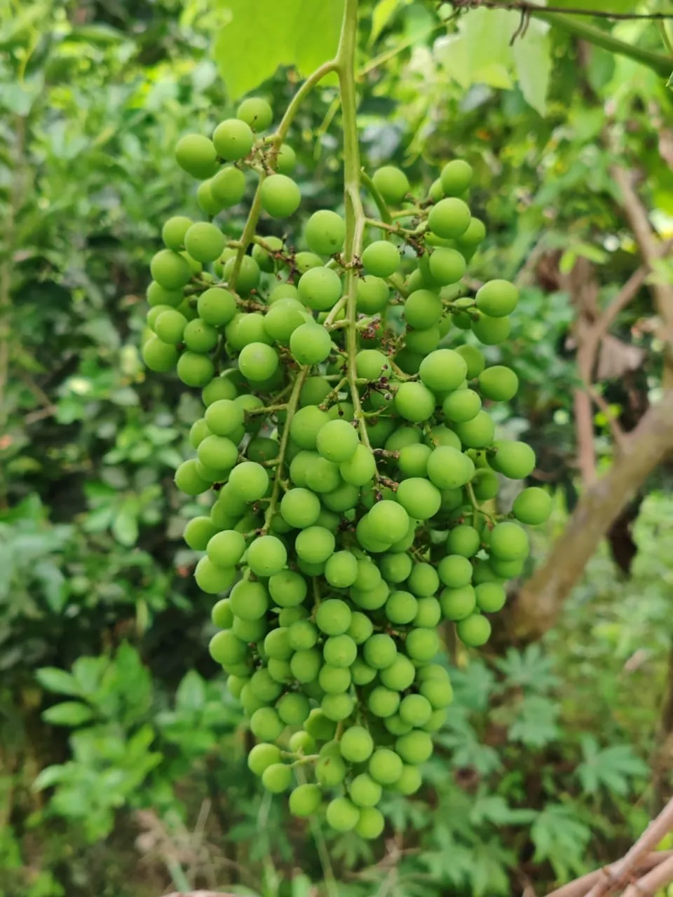 Variedad 5